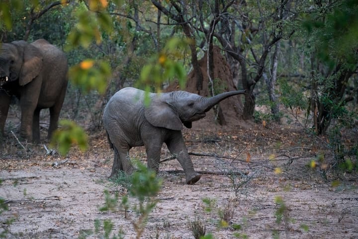 Elephants’ day out