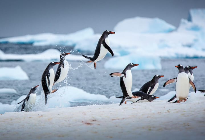 How to plan an Expedition to Antarctica?
